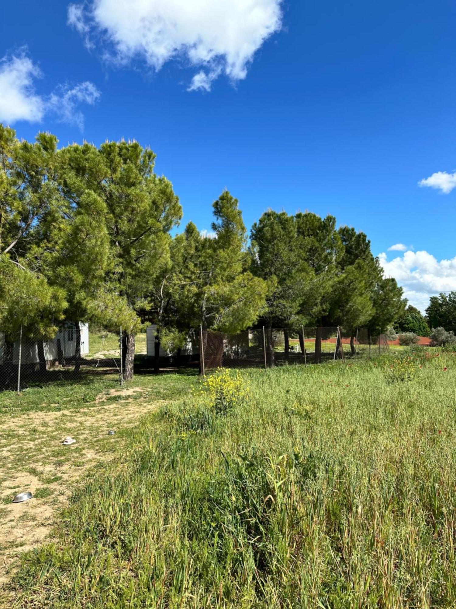 Bungalow Infanta Torrelaguna Dış mekan fotoğraf